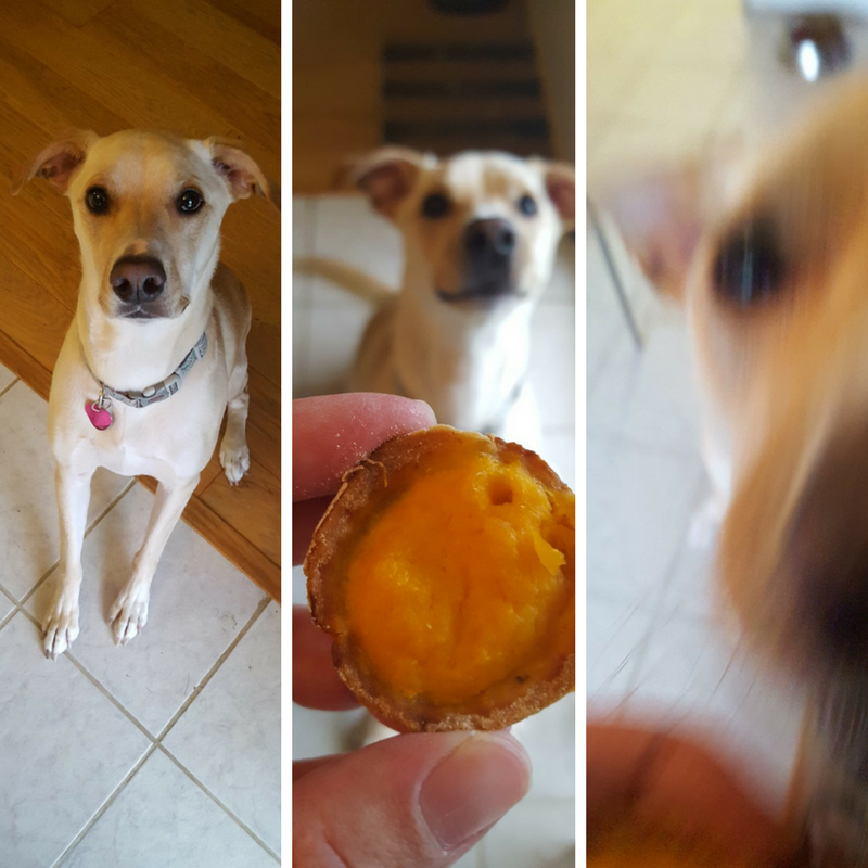 Pumpkin Mini Pies for Dogs - Fix Me a Little Lunch