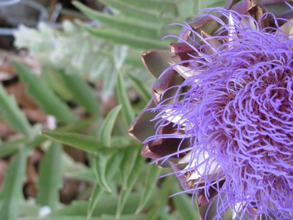 artichoke_flower