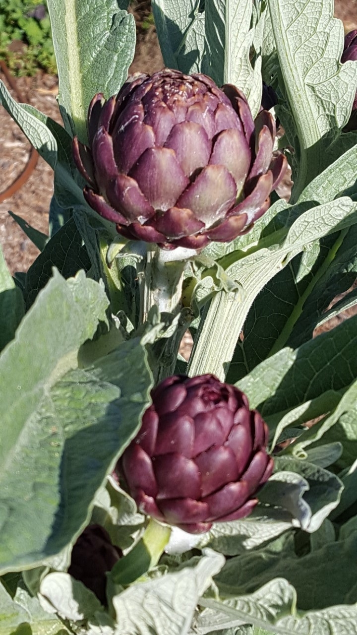 artichoke_in_the_garden