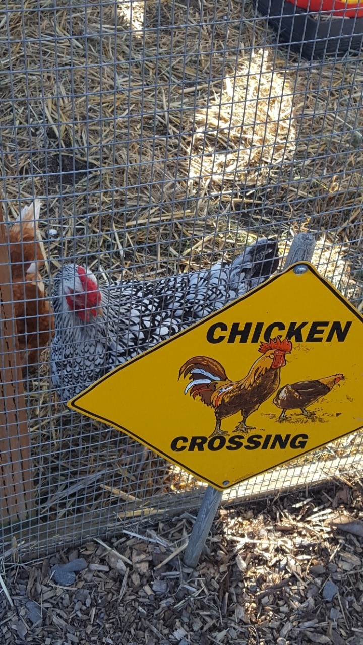 chicken crossing