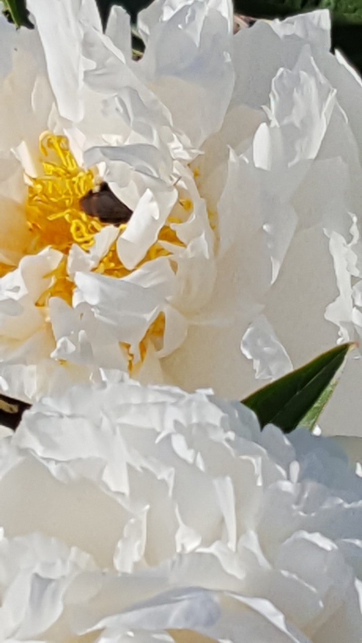 peony and bee