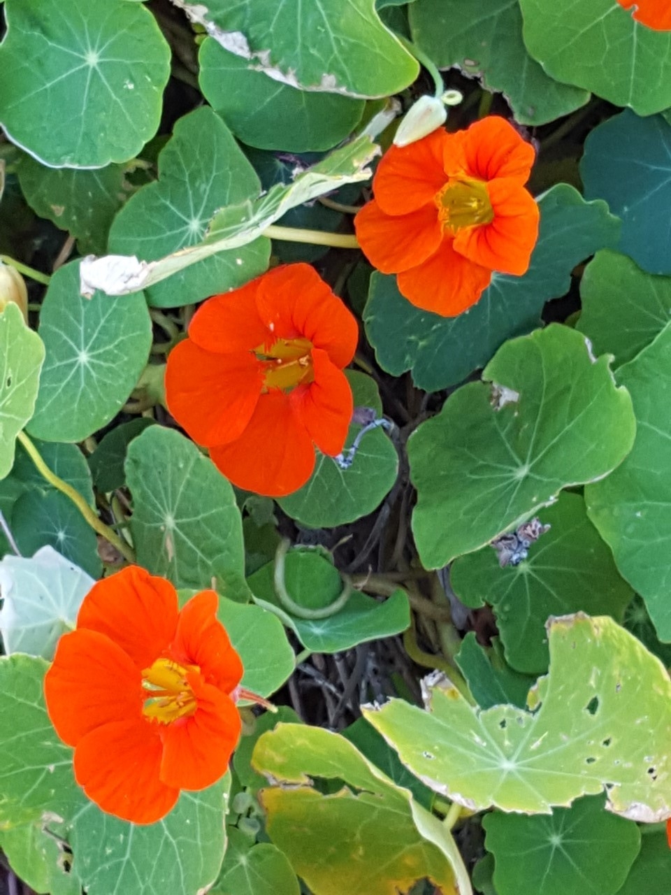 nasturtiums