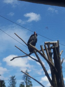 oregon zoo condor