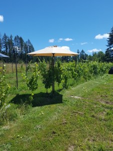 vineyard and umbrella