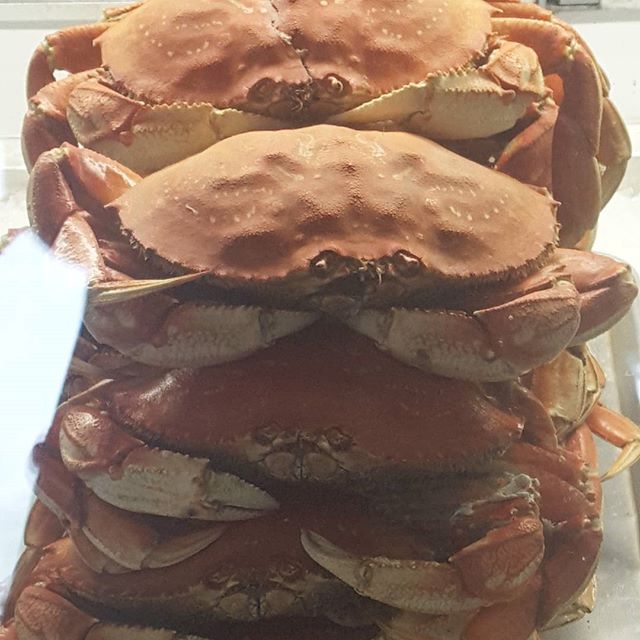 Feeling a little crabby dungeness crab coastallife oregon happyfoodie