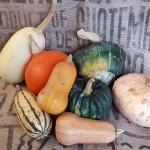 Winter Squash Guide