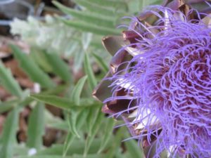 artichoke_flower