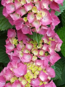 hydrengea