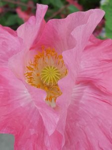 pink poppy