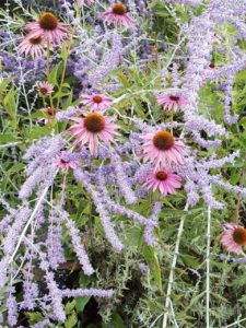echinacea