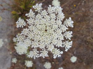 queen anne's lace