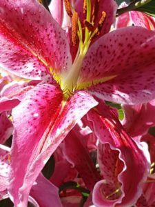 star gazer lilies